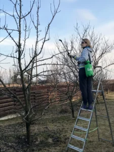 Kaip purksti medzius pavasari, medziu purskimas pavasari